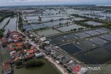 Foto udara suasana tambak di Desa Domas, Kabupaten Serang, Banten, Rabu (8/1/2025). Kementerian Kelautan dan Perikanan (KKP) akan merevitalisasi tambak seluas 78.550 hektare di kawasan Pantai Utara (Pantura) di empat provinsi dari Banten hingga Jawa Timur secara bertahap yang ditargetkan rampung pada tahun 2028 dengan perkiraan anggaran sebesar Rp 78 triliun. ANTARA FOTO/Putra M. Akbar/gp