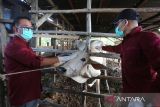 Dokter hewan menyuntikkan cairan vaksin kepada ternak sapi milik warga di desa Tibang, kecamatan Syiah Kuala, Banda Aceh, Aceh, Rabu (8/1/2025).  Kementerian Pertanian (Kementan) menyiapkan sebanyak  empat juta vaksin  dengan total anggaran Rp100 miliar  yang kemudian  disebarkan ke seluruh provinsi di Indonesia untuk menangani dan pencegahan penyakit  mulut dan kuku (PMK) pada ternak sapi yang diberikan secara gratis. ANTARA FOTO/Ampelsa.