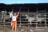 Petugas kesehatan hewan menyemprotan cairan disinfektan pada kandaang ternak sapi untuk pencegahan penyakit mulut dan kuku (PMK) di desa Tibang, kecamatan Syiah Kuala, Banda Aceh, Aceh, Rabu (8/1/2025).  Kementerian Pertanian (Kementan) menyiapkan sebanyak  empat juta vaksin  dengan total anggaran Rp100 miliar  yang kemudian  disebarkan ke seluruh provinsi di Indonesia untuk menangani dan pencegahan penyakit  mulut dan kuku (PMK) pada ternak sapi yang diberikan secara gratis. ANTARA FOTO/Ampelsa.