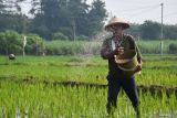 Petani menabur pupuk pada tanaman padi di Sidomulyo, Kabupaten Madiun, Jawa Timur, Kamis (9/1/2025). PT Pupuk Indonesia mengalokasikan 1,88 juta ton pupuk bersubsidi pada 2025 untuk daerah Jawa Timur, terdiri urea sebanyak 940.258 ton, NPK 782.424 ton, NPK formula khusus (kakao) 824 ton, organik 157.769 ton guna mendukung terwujudnya swasembada pangan. Antara Jatim/Siswowidodo/um 