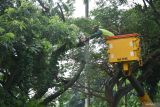 Petugas melakukan pamangkasan pohon di kawasan jalan raya Kota Madiun, Jawa Timur, Kamis (9/1/2024). Pemangkasan yang dilakukan petugas gabungan Dinas Perumahan Rakyat dan Kawasan Permukiman (Perkim) bersama Badan Penanggulangan Bencana Daerah (BPBD) tersebut dimaksudkan untuk mengantisipasi pohon tumbang akibat cuaca buruk guna meningkatkan keselamatan pengguna jalan. Antara Jatim/Siswowidodo/um 