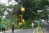 Petugas melakukan pamangkasan pohon di kawasan jalan raya Kota Madiun, Jawa Timur, Kamis (9/1/2024). Pemangkasan yang dilakukan petugas gabungan Dinas Perumahan Rakyat dan Kawasan Permukiman (Perkim) bersama Badan Penanggulangan Bencana Daerah (BPBD) tersebut dimaksudkan untuk mengantisipasi pohon tumbang akibat cuaca buruk guna meningkatkan keselamatan pengguna jalan. Antara Jatim/Siswowidodo/um 