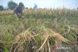 Petani perempuan memanen padi di Kota Bengkulu, Bengkulu, Kamis (9/1/2025). Kementerian Pertanian (Kementan) memastikan anggaran sebesar Rp300 Triliun telah tersedia di seluruh perbankan dalam Himpunan Bank Negara (Himbara) yang diperuntukan untuk pengkreditan bagi petani dan pengusaha pengadaan alat dan mesin pertanian serta mesin penggiling gabah dengan tujuan meningkatkan produksi. ANTARA FOTO/Muhammad Izfaldi