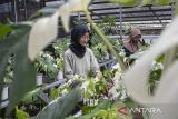 Pekerja merawat tanaman hias jenis monstera di Art Garden Flowers, Parongpong, Kabupaten Bandung Barat, Jawa Barat, Kamis (9/1/2025). Art Garden Flowers membudidayakan berbagai jenis tanaman hias seperti anturium dan monstera yang dijual dengan harga Rp50 ribu hingga puluhan juta dan berhasil mengekspor sebanyak 500 sampai 4.000 buah tanaman hias per bulan ke negara kawasan Amerika dan Eropa. ANTARA FOTO/Abdan Syakura/agr