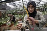 Pekerja merawat tanaman hias jenis anturium di Art Garden Flowers, Parongpong, Kabupaten Bandung Barat, Jawa Barat, Kamis (9/1/2025). Art Garden Flowers membudidayakan berbagai jenis tanaman hias seperti anturium dan monstera yang dijual dengan harga Rp50 ribu hingga puluhan juta dan berhasil mengekspor sebanyak 500 sampai 4.000 buah tanaman hias per bulan ke negara kawasan Amerika dan Eropa. ANTARA FOTO/Abdan Syakura/agr