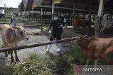 Petugas menyemprotkan disinfektan di Pasar Hewan Manonjaya, Kabupaten Tasikmalaya, Jawa Barat, Rabu (8/1/2024). Dinas Pertanian, Ketahanan Pangan dan Perikanan Kabupaten Tasikmalaya mencatat dari jumlah populasi 45 ribu ekor sapi di Kabupaten Tasikmalaya terdapat 470 ekor sapi terjangkit Penyakit Mulut dan Kuku (PMK), di antaranya 36 ekor mati, sehingga UPTD Pasar Hewan Manonjaya ditutup sementara selama 14 hari ke depan. ANTARA FOTO/Adeng Bustomi/agr
