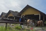 Petugas menyemprotkan disinfektan di Pasar Hewan Manonjaya, Kabupaten Tasikmalaya, Jawa Barat, Rabu (8/1/2024). Dinas Pertanian, Ketahanan Pangan dan Perikanan Kabupaten Tasikmalaya mencatat dari jumlah populasi 45 ribu ekor sapi di Kabupaten Tasikmalaya terdapat 470 ekor sapi terjangkit Penyakit Mulut dan Kuku (PMK), di antaranya 36 ekor mati, sehingga UPTD Pasar Hewan Manonjaya ditutup sementara selama 14 hari ke depan. ANTARA FOTO/Adeng Bustomi/agr
