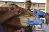 Dokter hewan memeriksa kesehatan sapi di Pasar Hewan Manonjaya, Kabupaten Tasikmalaya, Jawa Barat, Rabu (8/1/2024). Dinas Pertanian, Ketahanan Pangan dan Perikanan Kabupaten Tasikmalaya mencatat dari jumlah populasi 45 ribu ekor sapi di Kabupaten Tasikmalaya terdapat 470 ekor sapi terjangkit Penyakit Mulut dan Kuku (PMK), di antaranya 36 ekor mati, sehingga UPTD Pasar Hewan Manonjaya ditutup sementara selama 14 hari ke depan. ANTARA FOTO/Adeng Bustomi/agr
