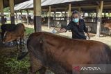 Petugas menyemprotkan obat luka kepada sapi di Pasar Hewan Manonjaya, Kabupaten Tasikmalaya, Jawa Barat, Rabu (8/1/2024). Dinas Pertanian, Ketahanan Pangan dan Perikanan Kabupaten Tasikmalaya mencatat dari jumlah populasi 45 ribu ekor sapi di Kabupaten Tasikmalaya terdapat 470 ekor sapi terjangkit Penyakit Mulut dan Kuku (PMK), di antaranya 36 ekor mati, sehingga UPTD Pasar Hewan Manonjaya ditutup sementara selama 14 hari ke depan. ANTARA FOTO/Adeng Bustomi/agr
