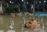 Pedagang melihat kondisi banjir di Pasar Induk Rau, Kota Serang, Banten, Kamis (9/1/2025). Tingginya intensitas hujan yang mengguyur wilayah Serang pada Kamis pagi dan saluran drainase yang tersumbat sampah membuat pasar tersebut terendam banjir dengan ketinggian berkisar 30-60 cm. ANTARA FOTO/Putra M. Akbar/gp