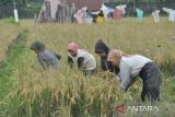 Petani perempuan memanen padi di Kota Bengkulu, Bengkulu, Kamis (9/1/2025). Kementerian Pertanian (Kementan) memastikan anggaran sebesar Rp300 Triliun telah tersedia di seluruh perbankan dalam Himpunan Bank Negara (Himbara) yang diperuntukan untuk pengkreditan bagi petani dan pengusaha pengadaan alat dan mesin pertanian serta mesin penggiling gabah dengan tujuan meningkatkan produksi. ANTARA FOTO/Muhammad Izfaldi