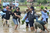 Personel kelompok musik Slank, Kaka (kelima kanan) dan Ridho (tengah) menanam padi bersama di lahan bekas tambang batu bara di kawasan Merandai, Kutai Kartanegara, Kalimantan Timur, Kamis (9/1/2025). Penanaman padi Pemerintah Provinsi Kalimantan Timur bersama personel grup musik Slank itu merupakan rangkaian peringatan HUT ke-68 Kalimantan Timur pada lahan bekas tambang yang diubah menjadi area persawahan melalui program Pengembangan dan Pemberdayaan Masyarakat (PPM) sejak 2019. Antara Kaltim/M Risyal Hidayat