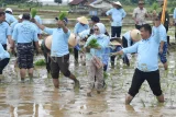 Pj Gubernur Kalimantan Timur Akmal Malik (kanan) menanam padi bersama di lahan bekas tambang batu bara di kawasan Merandai, Kutai Kartanegara, Kalimantan Timur, Kamis (9/1/2025). Penanaman padi Pemerintah Provinsi Kalimantan Timur bersama personel grup musik Slank itu merupakan rangkaian peringatan HUT ke-68 Kalimantan Timur pada lahan bekas tambang yang diubah menjadi area persawahan melalui program Pengembangan dan Pemberdayaan Masyarakat (PPM) sejak 2019. Antara Kaltim/M Risyal Hidayat