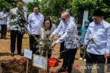 Menteri Koordinator Bidang Pangan Zulkifli Hasan (tengah) menyiram bibit pohon lengkeng merah (dimocarpus longan) di Kawasan Pusat Pemerintahan Provinsi Banten (KP3B), Kota Serang, Banten, Jumat (10/1/2025). Menteri Koordinator Bidang Pangan bersama Kementerian Desa dan Pembangunan Daerah Tertinggal (PDT), dan Pemprov Banten menanam pohon untuk mengkampanyekan gerakan mengurangi polusi udara sekaligus memperingati Hari Lingkungan Hidup Nasional 10 Januari 2025. ANTARA FOTO/Muhammad Bagus Khoirunas/gp