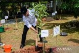 Menteri Desa dan Pembangunan Daerah Tertinggal (PDT) Yandri Susanto menanam bibit pohon jambu jamaika (Syzygium malaccense) di Kawasan Pusat Pemerintahan Provinsi Banten (KP3B), Kota Serang, Banten, Jumat (10/1/2025). Menteri Koordinator Bidang Pangan bersama Kementerian Desa dan Pembangunan Daerah Tertinggal (PDT), dan Pemprov Banten menanam pohon untuk mengkampanyekan gerakan mengurangi polusi udara sekaligus memperingati Hari Lingkungan Hidup Nasional 10 Januari 2025. ANTARA FOTO/Muhammad Bagus Khoirunas/gp