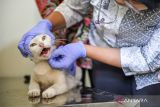 Dokter hewan dari Dinas Ketahanan Pangan dan Pertanian Kota Bandung (DKPP) memeriksa kesehatan kucing liar sebelum disterilisasi di Kantor DKPP, Bandung, Jawa Barat, Jumat (10/1/2025). DKPP Kota Bandung meluncurkan program Kontrol Populasi Kucing Teridentifikasi Liar (Kopi Cinta) yang menyasar kucing liar di permukiman warga untuk disterilisasi guna mengontrol populasi dan menjaga kesehatan kucing serta lingkungan. ANTARA FOTO/Raisan Al Farisi/agr
