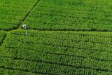 Foto udara petani menyemprotkan pupuk di kawasan lahan pertanian padi Desa Labruk Kidul, Lumajang, Jawa Timur, Jumat (10/1/2025). Kementan menargetkan kenaikan produksi beras di Provinsi Jawa Timur sebesar 2 juta ton pada tahun 2025 guna memperkuat ketahanan pangan nasional sekaligus meningkatkan taraf hidup petani di daerah tersebut. ANTARA Jatim/Irfan Sumanjaya/mas.