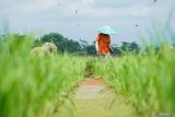 Sejumlah petani mencabut hama rumput liar di kawasan lahan pertanian padi Desa Labruk Kidul, Lumajang, Jawa Timur, Jumat (10/1/2025). Kementan menargetkan kenaikan produksi beras di Provinsi Jawa Timur sebesar 2 juta ton pada tahun 2025 guna memperkuat ketahanan pangan nasional sekaligus meningkatkan taraf hidup petani di daerah tersebut. ANTARA Jatim/Irfan Sumanjaya/mas.