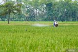 Petani menyemprotkan pupuk di kawasan lahan pertanian padi Desa Labruk Kidul, Lumajang, Jawa Timur, Jumat (10/1/2025). Kementan menargetkan kenaikan produksi beras di Provinsi Jawa Timur sebesar 2 juta ton pada tahun 2025 guna memperkuat ketahanan pangan nasional sekaligus meningkatkan taraf hidup petani di daerah tersebut. ANTARA Jatim/Irfan Sumanjaya/mas..