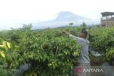 Harga cabai di Temanggung tembus Rp100.000 per kg