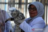 Dokter hewan memeriksa kesehatan kucing dan memberikan suntikkan vaksin rabies  di Desa Lam Hara, Banda Aceh, Aceh, Jumat (10/1/2025). Pemerintah Aceh mencatat selama tahun 2024,  total vaksinasi  rabies terhadap  hewan peliharan, kucing dan anjing sebanyak 197 ekor dan satu  kasus rabies, sedangkan target untuk mencapai  Aceh nol kasus rabies pada 2026  pemeritah setempat terus memperluas pencegahan  melalui program dokter hewan masuk desa dengan berkonsentrasi di  dua kabupaten, yakni kabupaten Aceh Tengah dan kabupaten Bener Meriah karena kedua daerah itu populasi anjing dan kucing meningkat. ANTARA FOTO/Ampelsa.