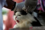 Dokter hewan  memberikan suntikkan vaksin rabies dan vitamin  di Desa Lam Hara, Banda Aceh, Aceh, Jumat (10/1/2025). Pemerintah Aceh mencatat selama tahun 2024,  total vaksinasi  rabies terhadap  hewan peliharan, kucing dan anjing sebanyak 197 ekor dan satu  kasus rabies, sedangkan target untuk mencapai  Aceh nol kasus rabies pada 2026  pemeritah setempat terus memperluas pencegahan  melalui program dokter hewan masuk desa dengan berkonsentrasi di  dua kabupaten, yakni kabupaten Aceh Tengah dan kabupaten Bener Meriah karena kedua daerah itu populasi anjing dan kucing meningkat. ANTARA FOTO/Ampelsa.