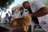 Dokter hewan memeriksa kesehatan kucing dan memberikan suntikkan vaksin rabies  di Desa Lam Hara, Banda Aceh, Aceh, Jumat (10/1/2025). Pemerintah Aceh mencatat selama tahun 2024,  total vaksinasi  rabies terhadap  hewan peliharan, kucing dan anjing sebanyak 197 ekor dan satu  kasus rabies, sedangkan target untuk mencapai  Aceh nol kasus rabies pada 2026  pemeritah setempat terus memperluas pencegahan  melalui program dokter hewan masuk desa dengan berkonsentrasi di  dua kabupaten, yakni kabupaten Aceh Tengah dan kabupaten Bener Meriah karena kedua daerah itu populasi anjing dan kucing meningkat. ANTARA FOTO/Ampelsa.