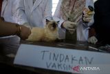 Dokter hewan memeriksa kesehatan kucing dan memberikan suntikkan vaksin rabies  di Desa Lam Hara, Banda Aceh, Aceh, Jumat (10/1/2025). Pemerintah Aceh mencatat selama tahun 2024,  total vaksinasi  rabies terhadap  hewan peliharan, kucing dan anjing sebanyak 197 ekor dan satu  kasus rabies, sedangkan target untuk mencapai  Aceh nol kasus rabies pada 2026  pemeritah setempat terus memperluas pencegahan  melalui program dokter hewan masuk desa dengan berkonsentrasi di  dua kabupaten, yakni kabupaten Aceh Tengah dan kabupaten Bener Meriah karena kedua daerah itu populasi anjing dan kucing meningkat. ANTARA FOTO/Ampelsa.