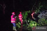 Petugas kembali evakuasi pohon tumbang di Lamsel