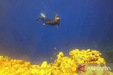 Objek Oluhuta Paradise di Bone Bolango tawarkan keindahan bawah laut