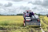 Menko Pangan sebut Bulog beli beras dari pabrik yang serap gabah sesuai HPP