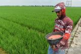 Petani membawa pupuk untuk ditabur pada tanaman padi di Ciruas, Kabupaten Serang, Banten, Senin (13/1/2025). Berdasarkan data PT Pupuk Indonesia per 9 Januari 2025, ketersediaan pupuk subsidi di Provinsi Banten mencapai 14.155 ton yang terdiri dari pupuk urea 9.962,9 ton, pupuk NPK 4.032,1 ton dan pupuk organik 160 ton. ANTARA FOTO/Putra M. Akbar/gp