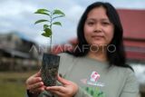 Seorang remaja memperlihatkan bibit tanaman pohon untuk ditanam pada kegiatan Aksi Penghijauan Antara di Kelurahan Kuala, Kota Singkawang, Kalimantan Barat, Sabtu (11/1/2025). Aksi penghijauan yang digelar oleh LKBN Antara Biro Kalimantan Barat bertema Tanam Pohon untuk Lingkungan Berkelanjutan tersebut mejadi salah satu upaya untuk mendukung pelestarian lingkungan agar lebih hijau dan lestari. ANTARA FOTO/Jessica Wuysang/YU 