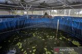 Warga memeriksa kolam bioflok budi daya ikan nila di Desa Margagiri, Bojonegara, Kabupaten Serang, Banten, Rabu (15/1/2025). Daerah yang telah diresmikan sebagai desa wisata pada tahun 2024 dan dikelola oleh Badan Usaha Milik Desa (BUMDes) tersebut menawarkan eduwisata pertanian, perikanan, serta lingkungan hidup yang berfokus pada kebersihan kampung dan pengelolaan sampah. ANTARA FOTO/Angga Budhiyanto/gp