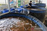 Pekerja memberi makan ikan nila yang dibudidayakan di Curug, Kota Serang, Banten, Rabu (15/1/2025). Kementerian Kelautan dan Perikanan mencatat produksi perikanan budi daya pada tahun 2024 mencapai 6,37 juta ton atau meningkat sebesar 13,64 persen dari tahun sebelumnya. ANTARA FOTO/Putra M. Akbar/gp