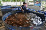 Pekerja memberi makan ikan nila yang dibudidayakan di Curug, Kota Serang, Banten, Rabu (15/1/2025). Kementerian Kelautan dan Perikanan mencatat produksi perikanan budi daya pada tahun 2024 mencapai 6,37 juta ton atau meningkat sebesar 13,64 persen dari tahun sebelumnya. ANTARA FOTO/Putra M. Akbar/gp