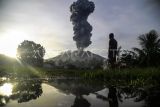 Seorang warga melihat erupsi dari kawah Gunung Ibu terlihat dari Desa Duono, Kabupaten Halmahera Barat, Maluku Utara, Rabu (15/1/2024).Berdasarkan data dari Pusat Vulkanologi dan Mitigasi Bencana Geologi (PVMBG) erupsi Gunung Ibu pada 15 Januari 2025 pukul 07:11 WIT tinggi kolom abu mencapai 4.000 meter di atas puncak atau 5.325 di atas permukaan laut dengan intensitas tebal condong ke arah barat dan laut dengan amplitudo maksimum 28 mm dan durasi 2 menit 11 detik. ANTARA FOTO/Andri Saputra/foc.