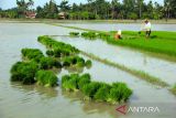 Mulai tanggal 15 Januari 2025 Perum BULOG akan melakukan pembelian
gabah beras petani sesuai keputusan Kepala Badan Pangan Nasional Nomor 2 tahun 2025 Tentang
Perubahan Harga Pembelian Pemerintah (HPP) dan Rafaksi Harga Gabah dan Beras, Senin (15/1/2025). Gabah dan beras yang dibeli dengan harga sesuai dengan HPP yang sudah ditentukan. Harga Rp 6.500,- adalah Gabah Kering Panen di tingkat petani dengan Kualitas kadar air maksimal 25% dan kadar hampa maksimal 10%. Apabila kualitas gabah di luar kualitas di atas, maka akan dibeli dengan harga penyesuaian/ rafaksi sesuai dengan tabel standar harga yang ditetapkan oleh Kepala Badan Pangan Nasional. ANTARA/ Yudi Manar