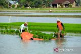 Mulai tanggal 15 Januari 2025 Perum BULOG akan melakukan pembelian
gabah beras petani sesuai keputusan Kepala Badan Pangan Nasional Nomor 2 tahun 2025 Tentang
Perubahan Harga Pembelian Pemerintah (HPP) dan Rafaksi Harga Gabah dan Beras, Senin (15/1/2025). Gabah dan beras yang dibeli dengan harga sesuai dengan HPP yang sudah ditentukan. Harga Rp 6.500,- adalah Gabah Kering Panen di tingkat petani dengan Kualitas kadar air maksimal 25% dan kadar hampa maksimal 10%. Apabila kualitas gabah di luar kualitas di atas, maka akan dibeli dengan harga penyesuaian/ rafaksi sesuai dengan tabel standar harga yang ditetapkan oleh Kepala Badan Pangan Nasional. ANTARA/ Yudi Manar