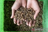 Pekerja menunjukkan maggot di Saung Maggot Pa'de, Lopang, Kota Serang, Banten, Kamis (16/1/2025). Menurut pengelola, budi daya maggot  tersebut dapat mengurai sampah organik dari lingkungan sekitar sebanyak 20 kilogram setiap harinya serta dijadikan sebagai pakan ikan dan penghasil pupuk organik. ANTARA FOTO/Putra M. Akbar/gp