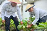 Lapas Martapura lakukan panen  raya tanaman holtikultura