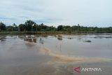 Bantul menargetkan sawah 200 hektare di Poncosari panen 3 kali setahun