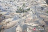 Petani keramba jaring apung Danau Maninjau kuburkan bangkai ikan