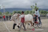 Dinas Pariwisata Kabupaten Sigi pastikan lomba karapan sapi jadi agenda tahunan