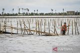 Nelayan membongkar pagar laut yang terpasang di kawasan pesisir Tanjung Pasir, Kabupaten Tangerang, Banten, Sabtu (18/1/2025). Sebanyak 600 personel TNI AL dan para nelayan Tanjung Pasir membongkar pagar laut tanpa izin dengan target penyelesaian selama 10 hari dengan jarak sepanjang 30,16 km. ANTARA FOTO/Rivan Awal Lingga/YU/gp