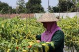 Pemkab Sleman salurkan bantuan bibit aneka sayuran kepada kelompok wanita tani