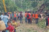 Pohon tumbang di ruas jalan Desa Tanjung Baru