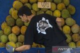 Pekerja menurunkan buah durian untuk dijual di Kota Serang, Banten, Senin (20/1/2025). Badan Pusat Statistik (BPS) mencatat total ekspor durian Indonesia sepanjang tahun 2024 mencapai 600 ton senilai 1,8 juta dolar Amerika Serikat atau sekitar Rp29,4 miliar, dengan Thailand dan Hong Kong sebagai pasar utama. ANTARA FOTO/Angga Budhiyanto/gp