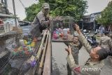 Petugas Satpol PP mengangkut kandang ayam untuk direlokasi di Pasar Ikan Hias Taman Sari, Kota Serang, Banten, Senin (20/1/2025). Pemerintah Kota Serang menyegel dan merelokasi puluhan kios pedagang ikan hias serta hewan di pasar itu karena bangunan tersebut berdiri di lahan ruang terbuka hijau. ANTARA FOTO/Putra M. Akbar/gp