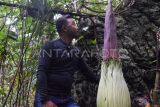 Pemandu melihat bunga bangkai (Amorphophallus Titanum) yang tumbuh di Desa Batu Katak, Bahorok, Langkat, Sumatera Utara, Sabtu (18/1/2025). Bunga bangkai setinggi 160 cm tersebut diperkirakan akan mekar dalam empat hari ke depan dan menjadi daya tarik wisatawan saat berkunjung di Desa Batu Katak. ANTARA FOTO/Fransisco Carolio/rwa.